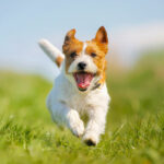 corgi-chien-animal-de-compagnie