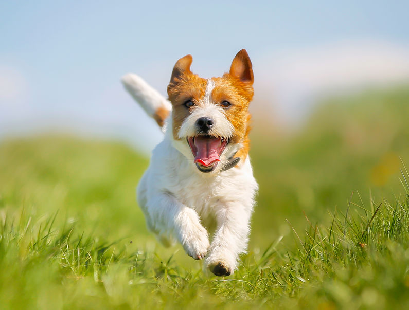 corgi-chien-animal-de-compagnie